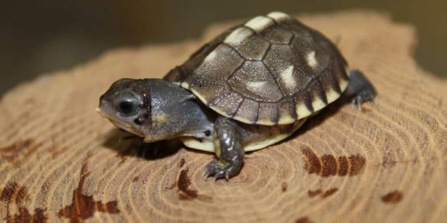 Naissance Tortue