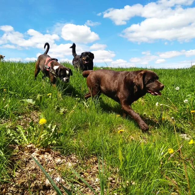 Boule de chien-Hautefage