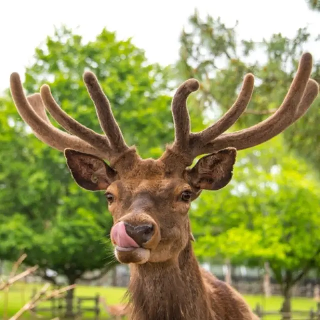 Parc Du Thot Dan Courtice