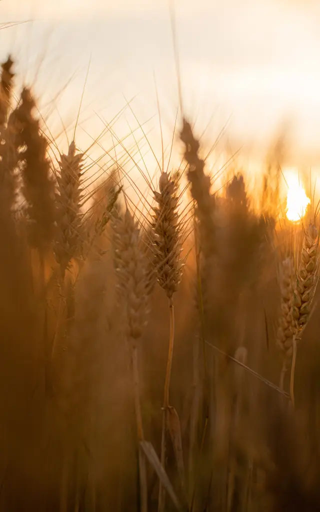 Dan Courtice Blé Champs