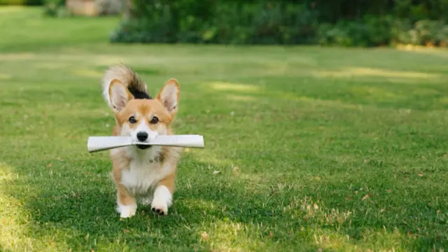 Corgi brings a newspaper