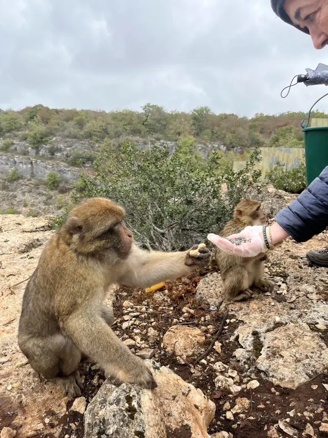 Petit Dejeuner Foret Singes Rocamadour