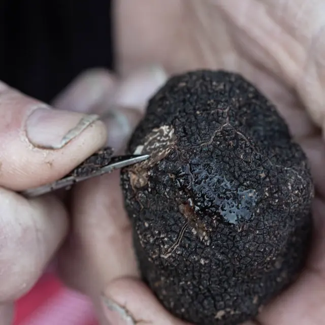 Truffe Tuber Mélanosporum
