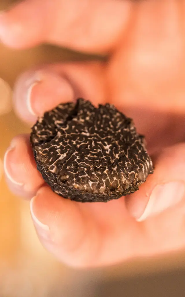 Cauvaldor-Truffe-lifestyle-©MalikaTurin-2780.jpeg