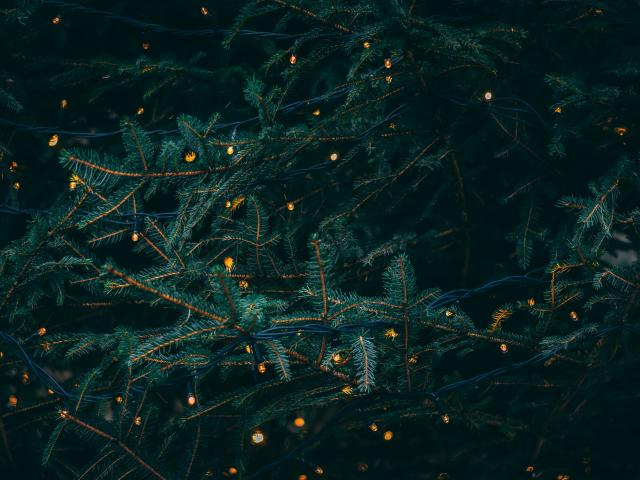 Sapin - Noël