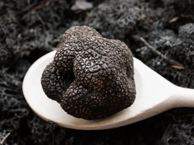 Truffes Malika Turin