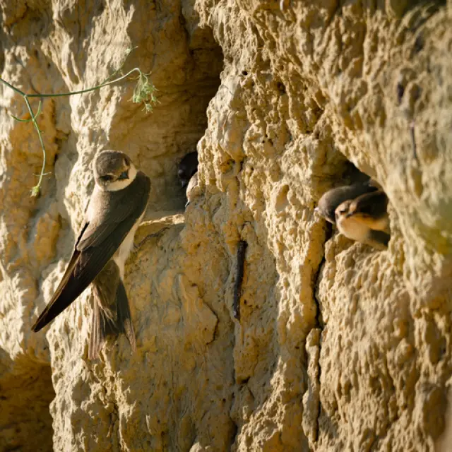 Hirondelle De Rivage Shutterstock