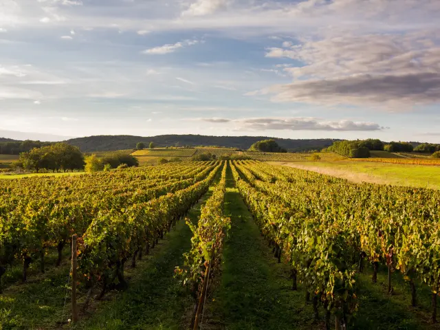 Vignoble de Cahors à Mercuès