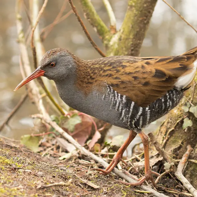 Water Rail G9b9c974b3 1920 (1)