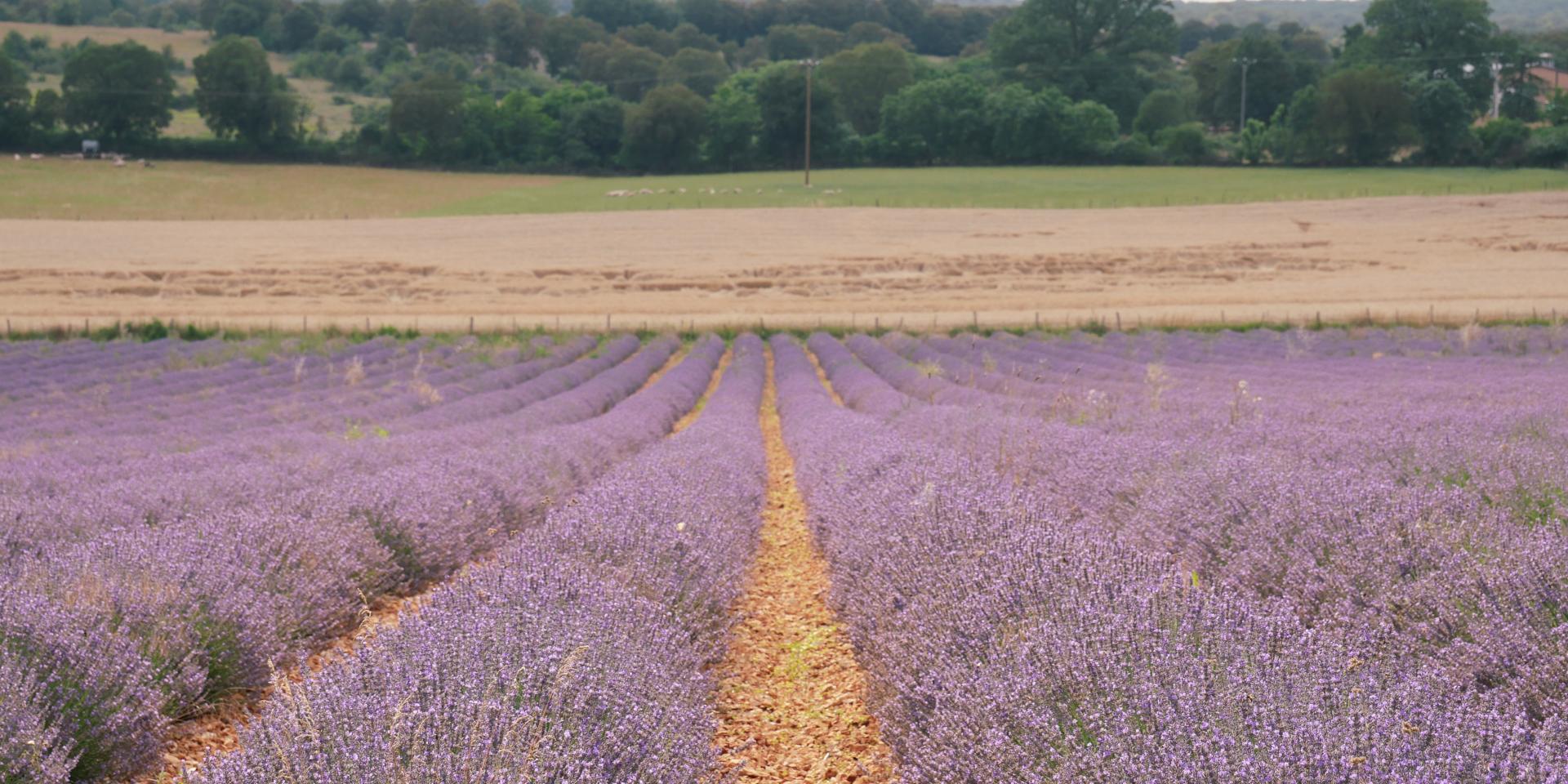 Champs de lavande à la Ferme des Alix