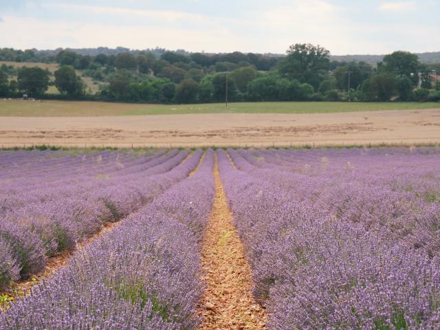 Champs de lavande à la Ferme des Alix