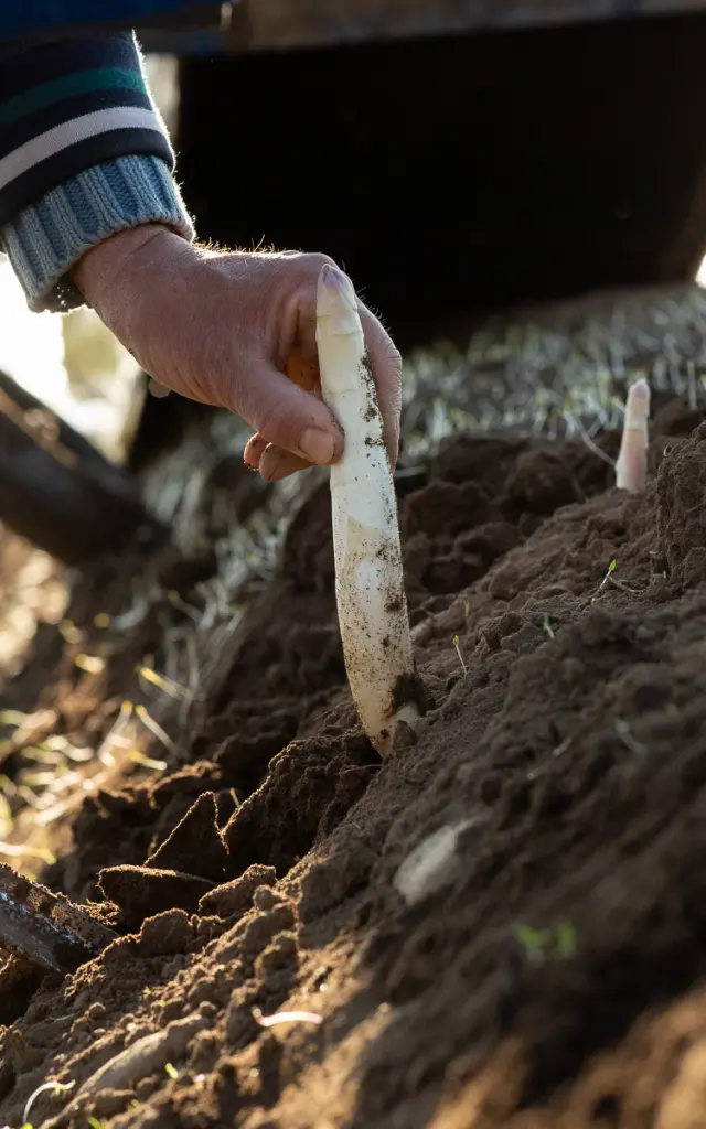 Asperge Cauvaldor1046 Web