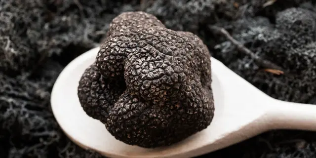 Cauvaldor Truffe Lifestyle Malikaturin 2821.jpg 1920px