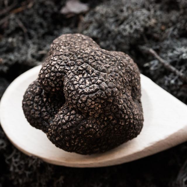 Cauvaldor Truffe Lifestyle Malikaturin 2821.jpg 1920px