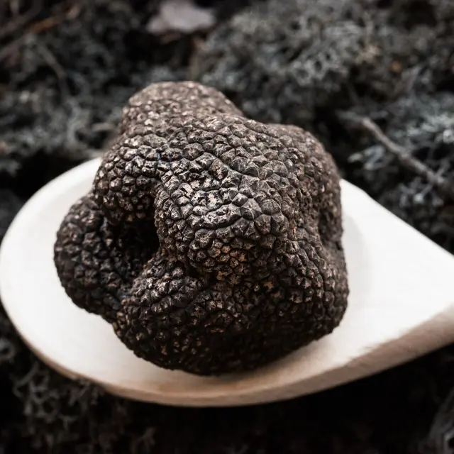 Cauvaldor Truffe Lifestyle Malikaturin 2821.jpg 1920px