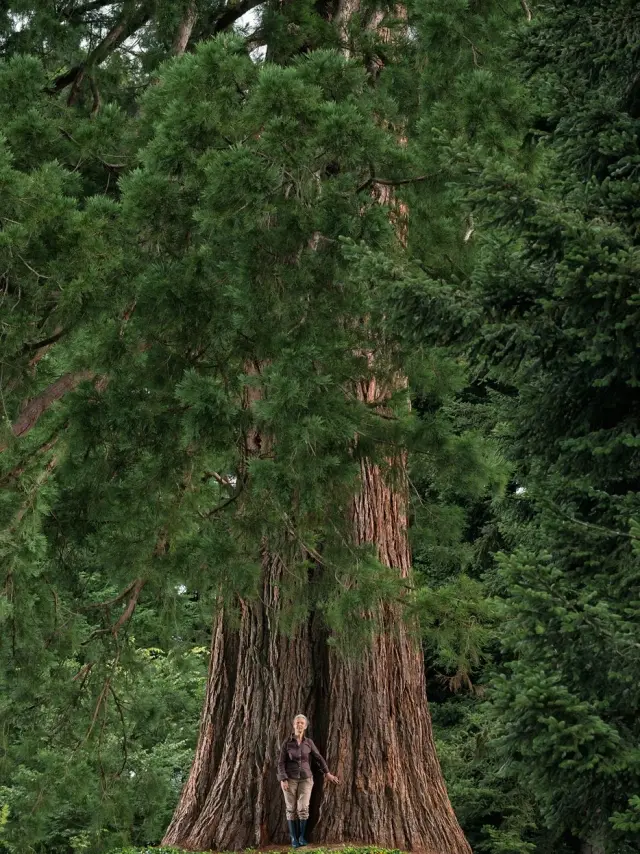 Sequoia Arbredelannee