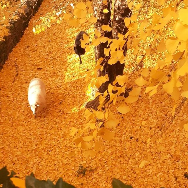 Instagram #valleedeladordogne