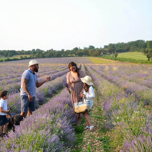 Une famille au coeur des champs de lavande de La Ferme des Alix