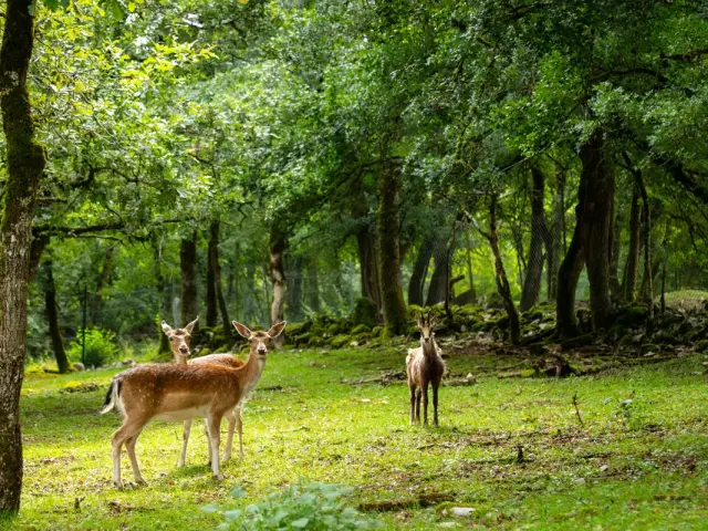 Parc Animalier Gramat Herve Leclair Aspheries