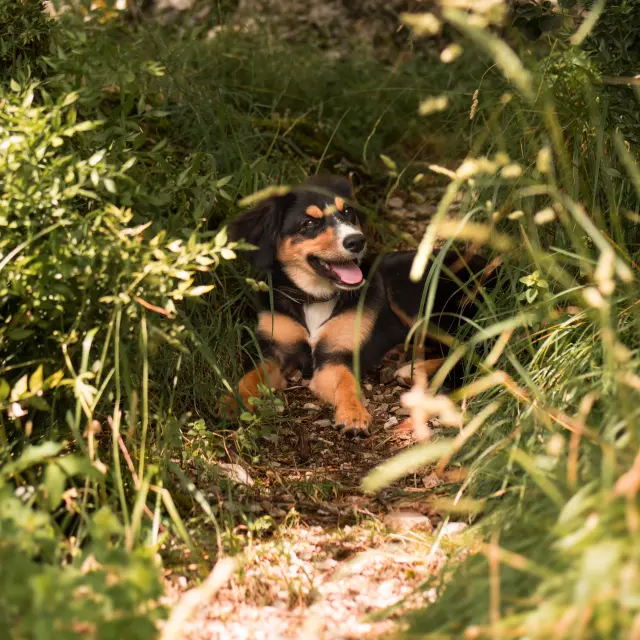 Chien Au Pied Des Falaises Noemie Pedercini