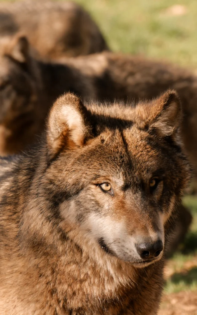 Loups du Parc Animalier de Gramat