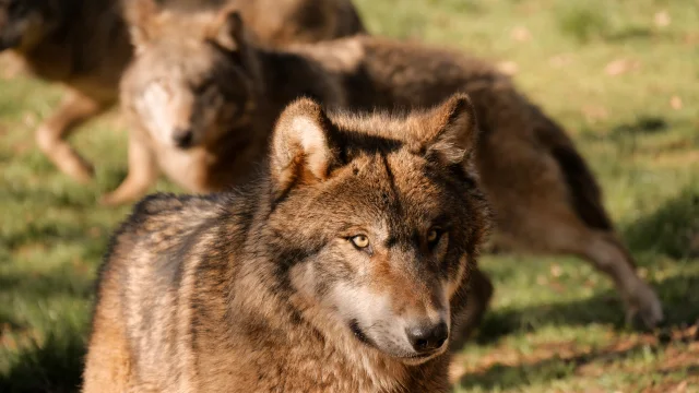 Loups-Parc-Animalier-Gramat-Gretel-England.jpg-1920px.jpg