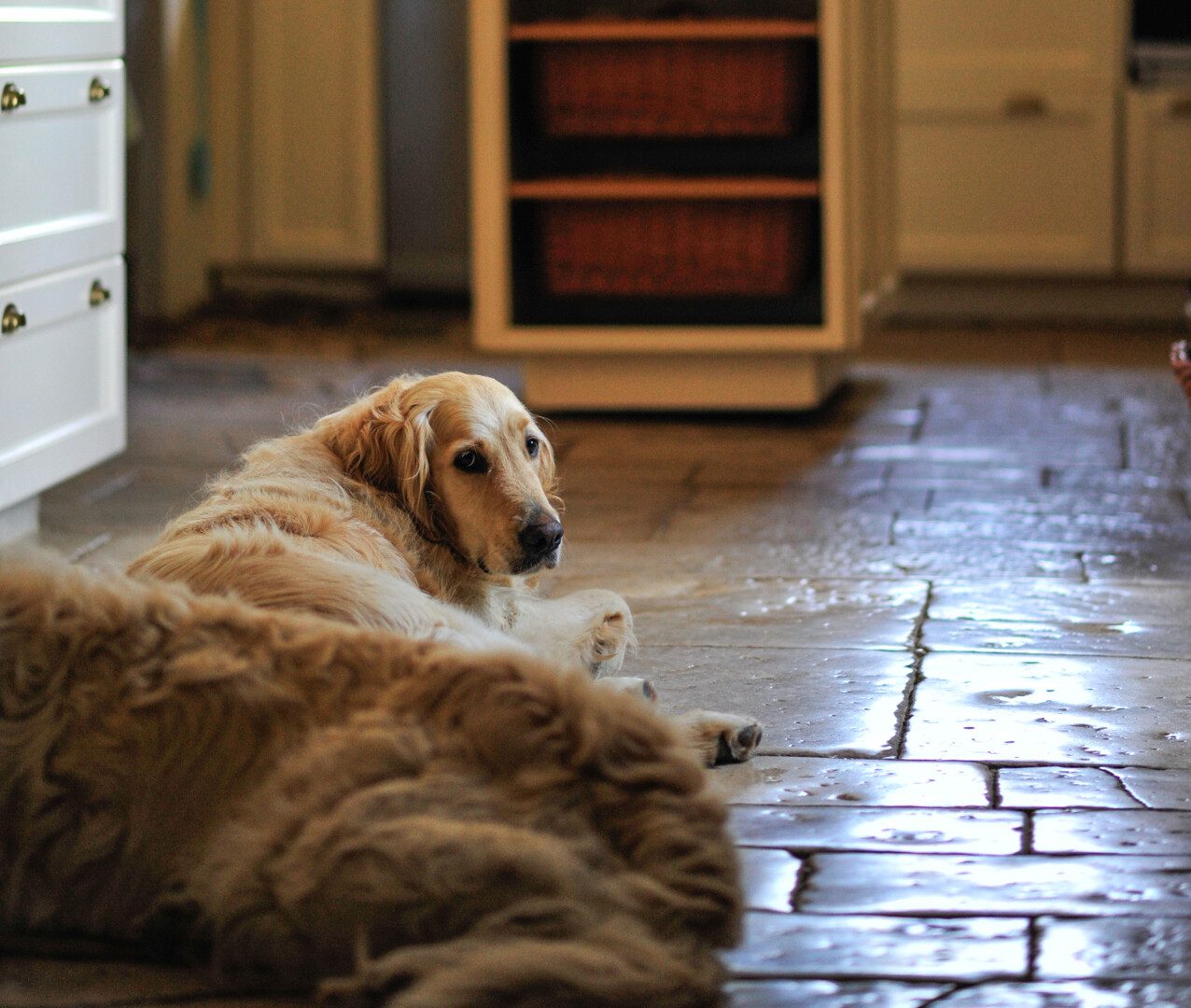 Gîtes et meublés avec son chien en Vallée de la Dordogne