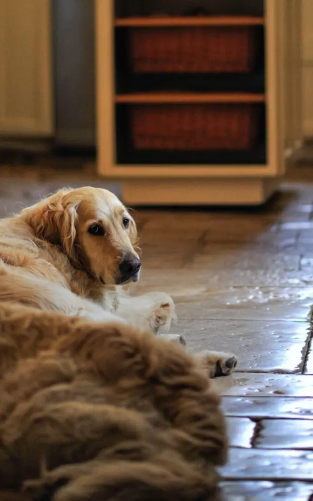 Gîtes et meublés avec son chien en Vallée de la Dordogne