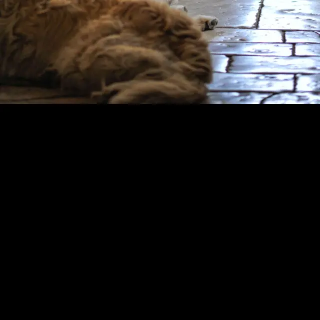 Gîtes et meublés avec son chien en Vallée de la Dordogne