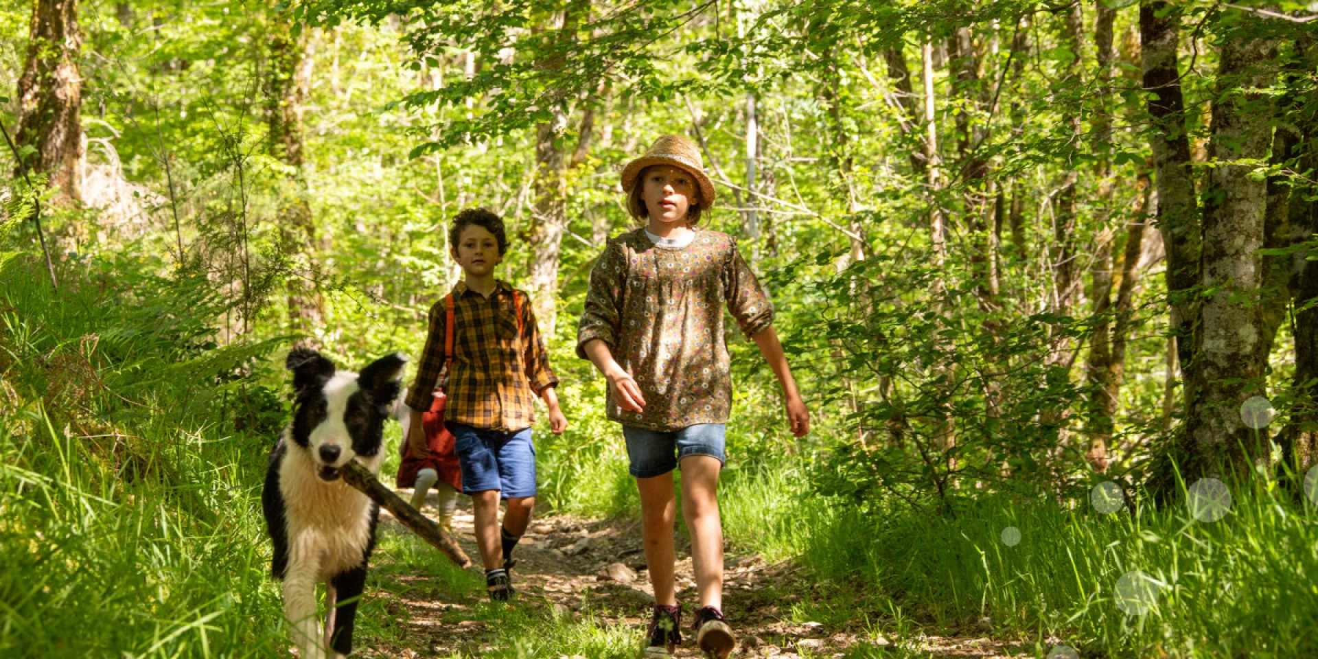 Balade avec son chien en forêt