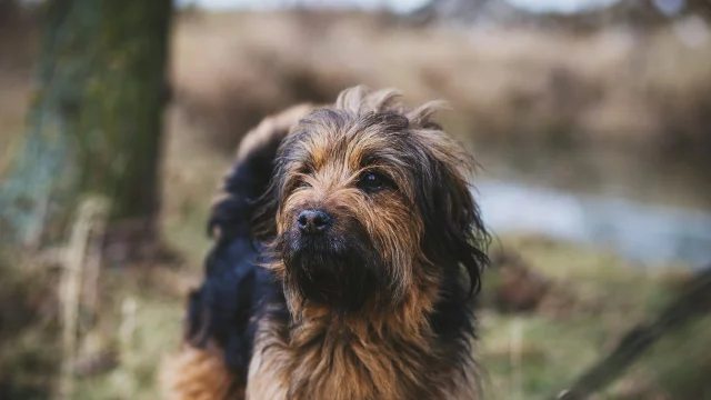 Chien perdu
