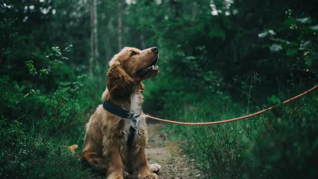 Chien trouvé en Vallée de la Dordogne