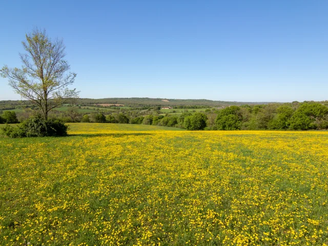 Champ fleuri sur le Causse