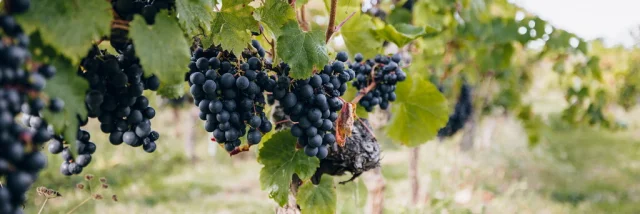 Dans les vignes