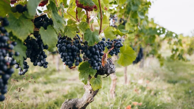 Dans les vignes