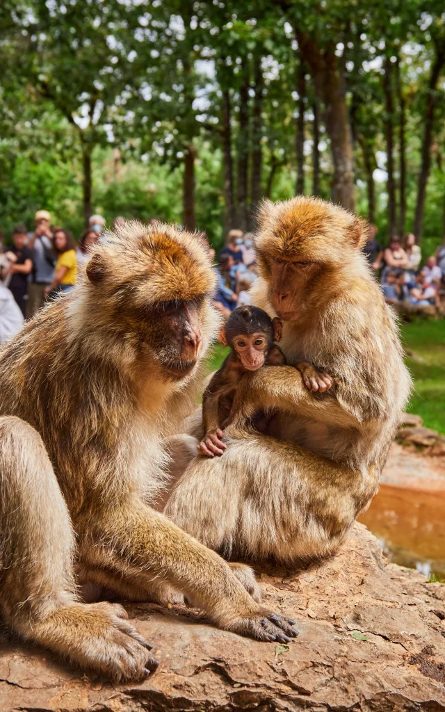 Foret Des Singes 1 1