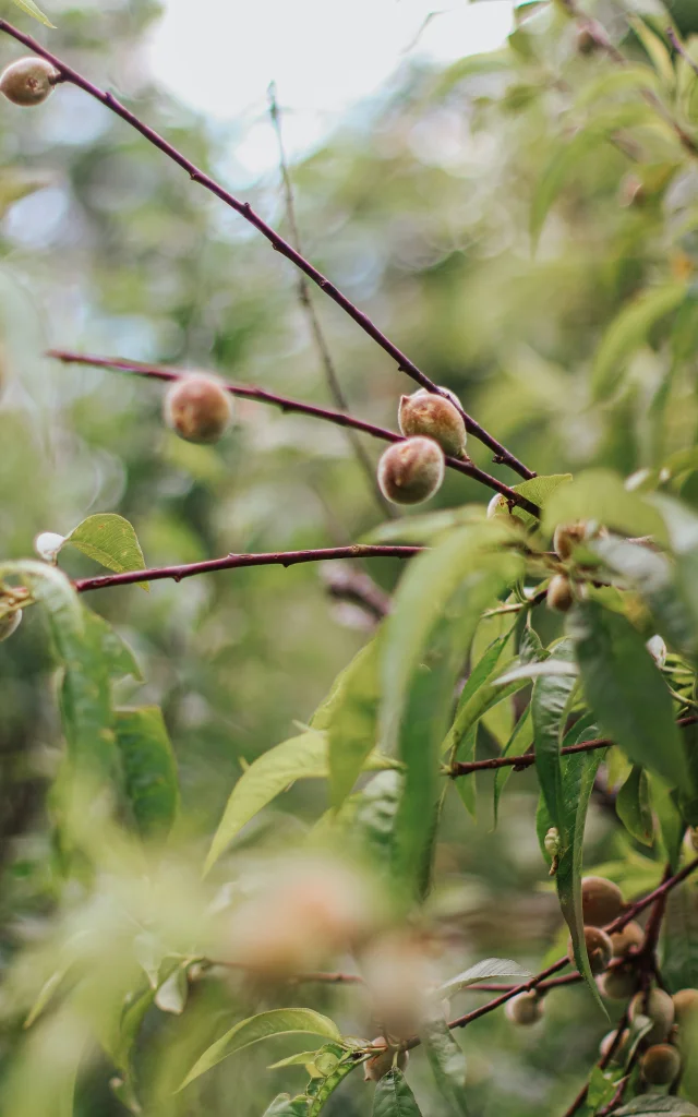 Arbres fruitiers des Roulottes du Petit Gouffre de Padirac