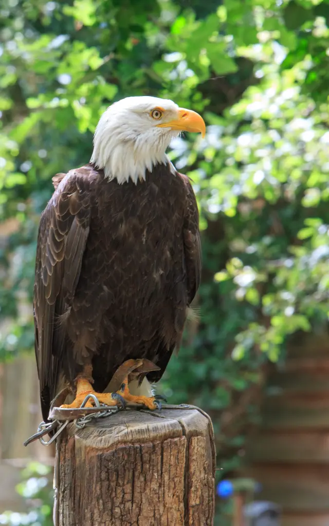 Le Rocher Des Aigles 2 Nicolas Barbarin Atelier Castanea