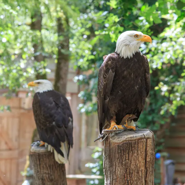 Le Rocher Des Aigles 2 Nicolas Barbarin Atelier Castanea