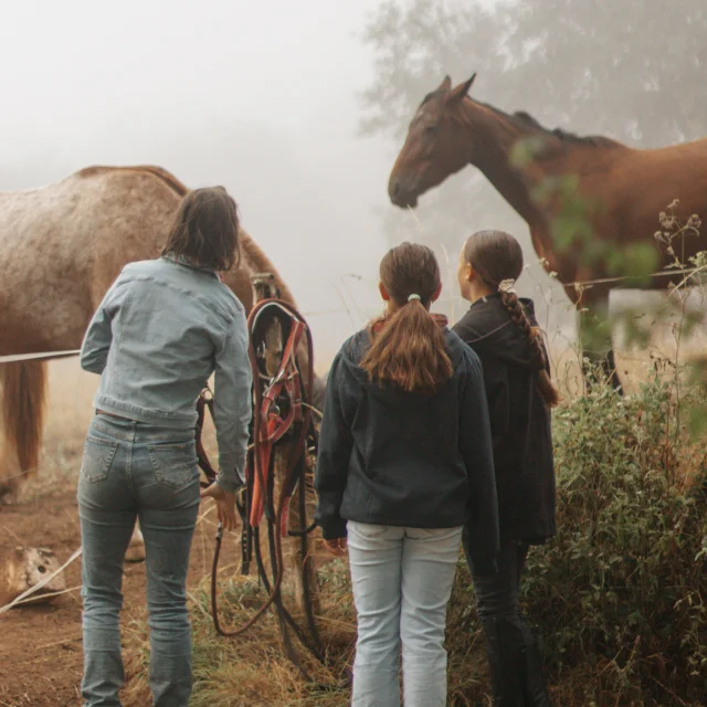 Cheval au pré - Ferme La Petite Famille