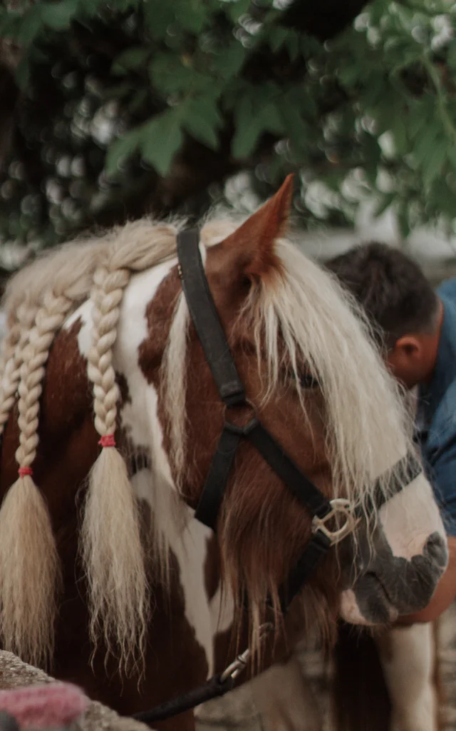 Pansage du cheval - Ferme de la Petite Famille