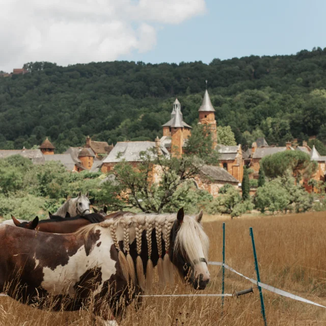 Chevaux au pré à Collonges-la-Rouge