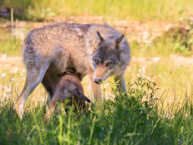 Parc Animalier Gramat 3 Nicolas Barbarin Atelier Castanea 1