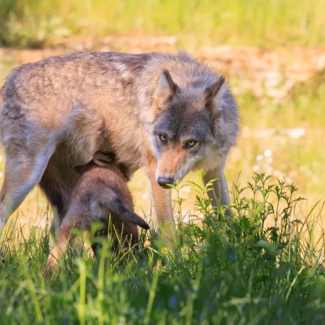 Parc Animalier Gramat 3 Nicolas Barbarin Atelier Castanea 1
