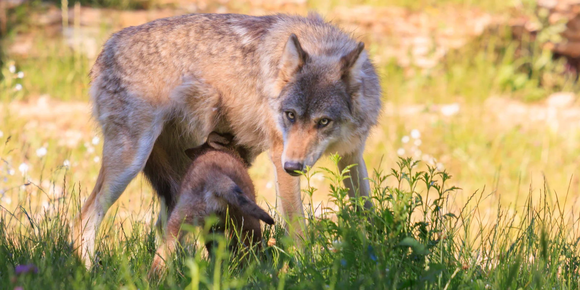 Parc Animalier de Gramat