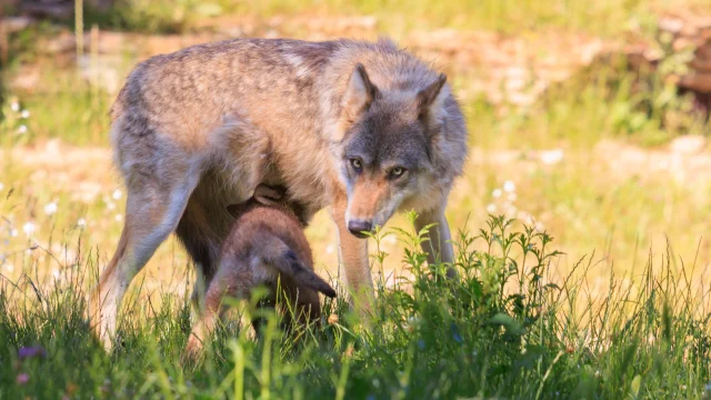 Parc Animalier de Gramat