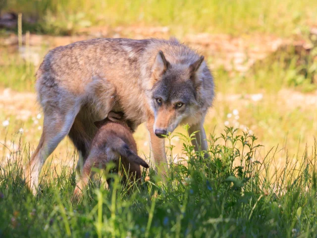 Parc Animalier de Gramat