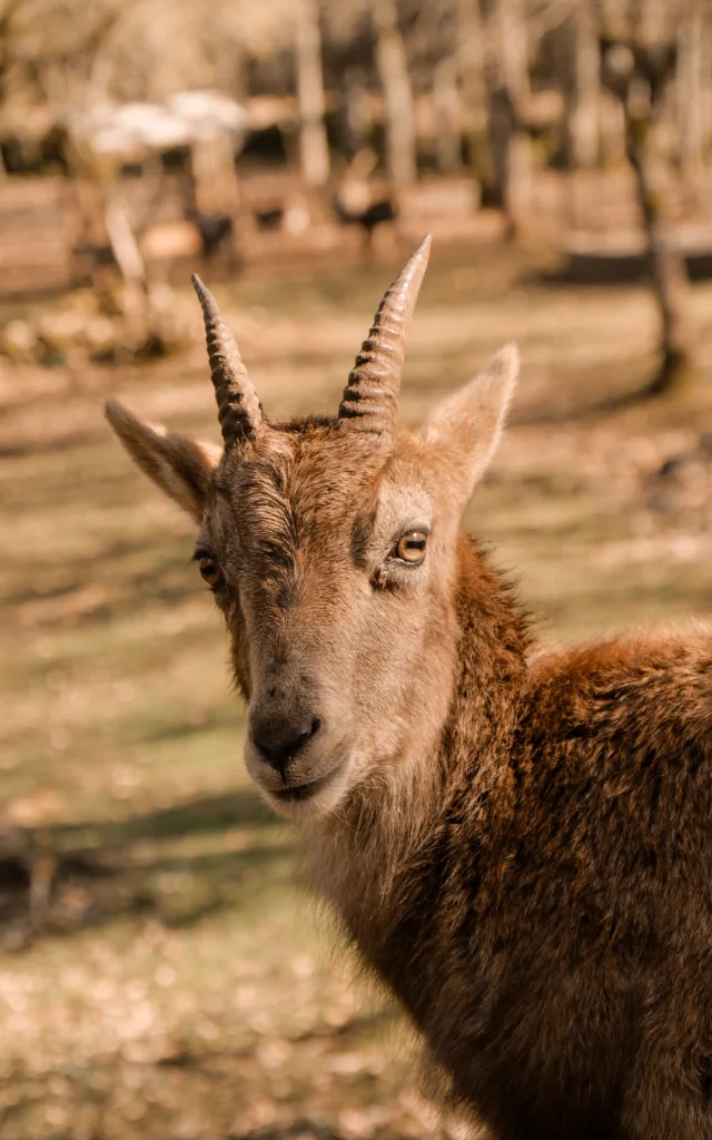 Plume Bouquetin Ibérique au Parc Animalier de Gramat