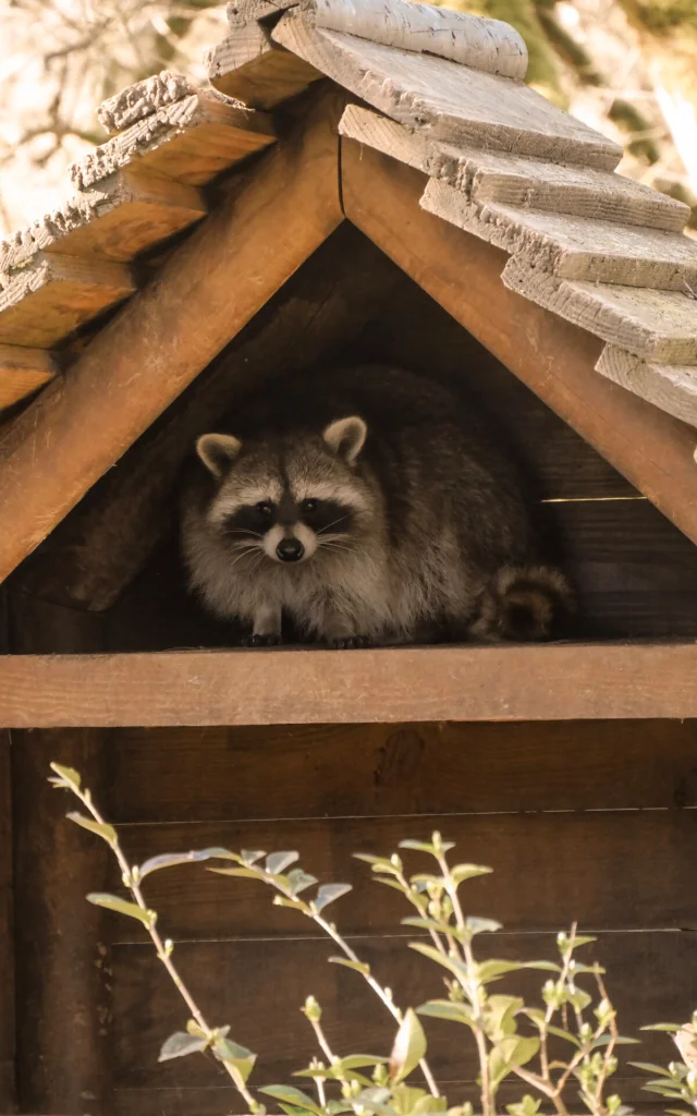 Raton Laveur Parc Animalier Gramat