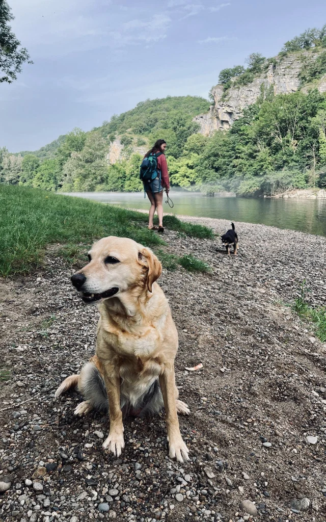 Chiens Au Bord De La Dordogne A Gluges
